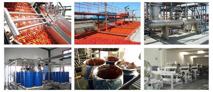 Turnkey Solution Tomato Paste Concentration Making Line